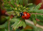 Coccigoccia