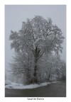 Gigante bianco Gigante bianco