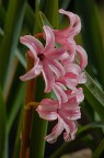 Un fiore per tutte le donne Un fiore per tutte le donne