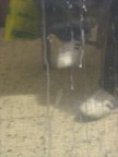 scarpe scarpe