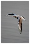 In volo In volo