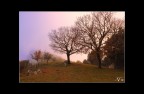 nella nebbia... nella nebbia...