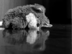 Morte sul campo.. Morte sul campo..