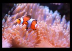 Un Nemo in famiglia