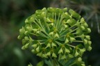 che fiore è? che fiore è?