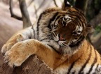 Tigre nella Torbiera 2 Tigre nella Torbiera 2