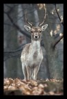 capriolo capriolo