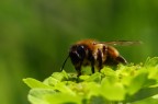 alla carica alla carica