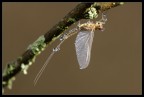 Ephemeroptera - Effimera Ephemeroptera - Effimera