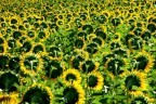 Campo di girasoli Campo di girasoli