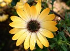 fiore... fiore...