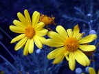 Yellow Yellow