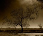 l albero l albero