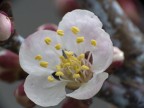 risveglio della natura risveglio della natura