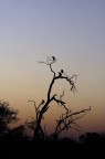 alba al savuti alba al savuti