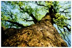 Big Tree Big Tree