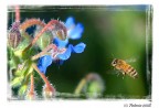 La Primavera La Primavera