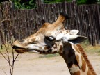 Giraffina! Giraffina!