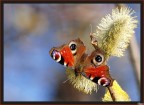 Inachis Io-Occhio di pavone-Vanessa Io Inachis Io-Occhio di pavone-Vanessa Io