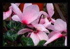 ciclamino rosa
