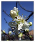 Primavera