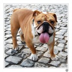 il bulletto del quartierino