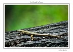 La lucertola sul tronco