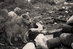 vita da cani vita da cani