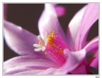 Fiore nel fiore