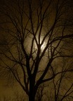 l albero 2 l albero 2
