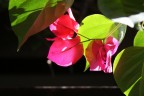 fiore fiore