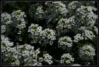 Fiori Bianchi Fiori Bianchi