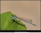 Platycnemis pennipes Platycnemis pennipes