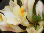 flowers 2 flowers 2