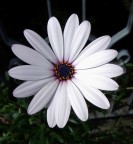 Fiore