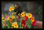 nemesia nemesia