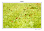 Papaveri Papaveri