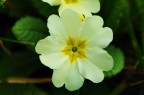 primula