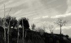 vegetazione su strada incompiuta vegetazione su strada incompiuta