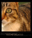 :: occhio di gatto :: :: occhio di gatto ::