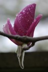 Fiori 2 Fiori 2