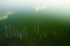 Canne Palustri e riflessi di cielo Canne Palustri e riflessi di cielo