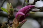 Fiori 5 Fiori 5