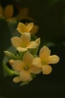 Kalanchoe Kalanchoe