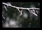 Neve di Primavera Neve di Primavera