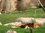 Quando il gatto dorme... Quando il gatto dorme...