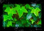 Edergreen... Edergreen...