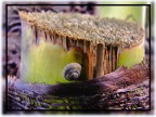 Rampicata Rampicata