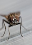 Mosca Mosca