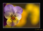 Macro 180 L Canon Macro 180 L Canon